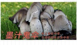 17c吃瓜黑蘑菇免费爆料,揭秘娱乐圈不为人知的秘密