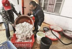 新闻爆料香肠黑作坊事件,揭露食品安全隐患，严打非法加工黑幕