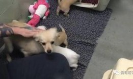 狗狗救助站爆料视频大全,揭秘救助站爆红视频背后的感人故事