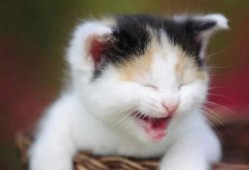 网红猫吃贝贝瓜图片高清,高清镜头捕捉贝贝瓜美味瞬间