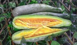 晋城网红吃瓜,揭秘当地美食圈的热辣话题