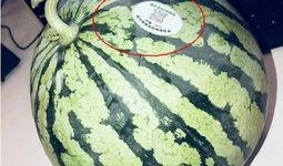 食堂吃瓜的网红有哪些,瓜界风云人物大盘点