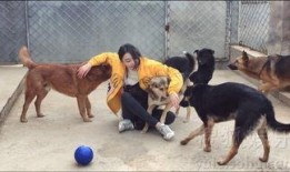 狗狗救助站爆料视频大全,揭秘救助站爆红视频背后的感人故事