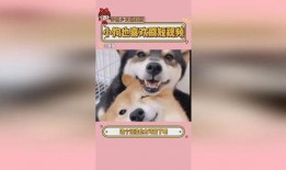 小狗爆料短视频