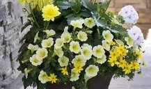 云南鲜花爆料事件真相视频,揭秘真相与背后故事