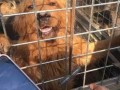 狗狗酋长爆料视频下载安装,视频下载安装全攻略