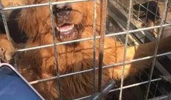 狗狗酋长爆料视频下载安装,视频下载安装全攻略